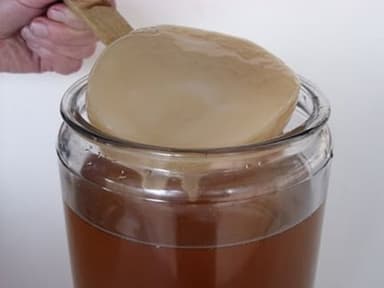 Disco SCOBY Kombucha Líquido Fresco + Instrucciones + Recetas + Ayuda y Asesoramiento en español - KEFIRALIA®