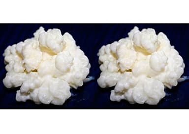 Pack 2X 40g de Hongo/Nódulos Frescos de Kéfir de Leche + Instrucciones + Recetas + Ayuda y Asesoramiento en español - KEFIRALIA®