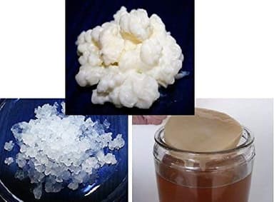 Pack 40g de Hongo de Kéfir de Leche + 100g de Hongo de Kéfir de Agua + Disco SCOBY Kombucha + Instrucciones + Recetas + Ayuda y asesoramiento en español - KEFIRALIA®