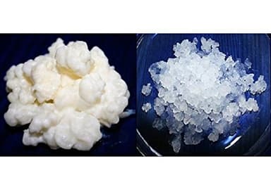 KEFIRALIA Pack 40g de Hongo de Kéfir de Leche + 100g de Hongo de Kéfir de Agua Frescos + Instrucciones + Recetas + Ayuda y Asesoramiento en español